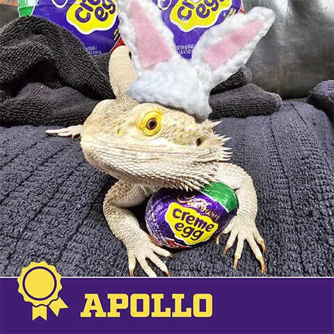 2024 cadbury bunny finalist apollo the bearded dragon