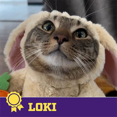 2024 cadbury bunny finalist loki the cat