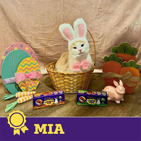 2024 cadbury bunny finalist mia the cat