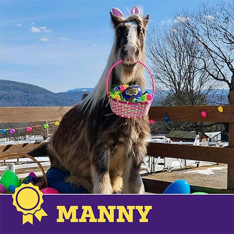 2024 cadbury bunny finalist manny the horse
