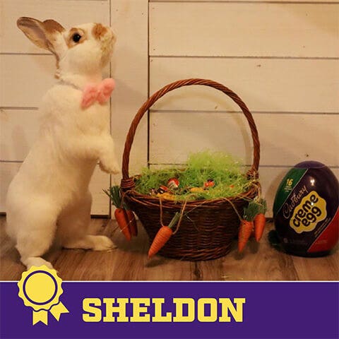 2024 cadbury bunny finalist sheldon the bunny