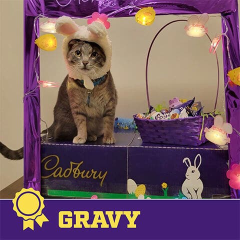 2024 cadbury bunny finalist gravy the cat