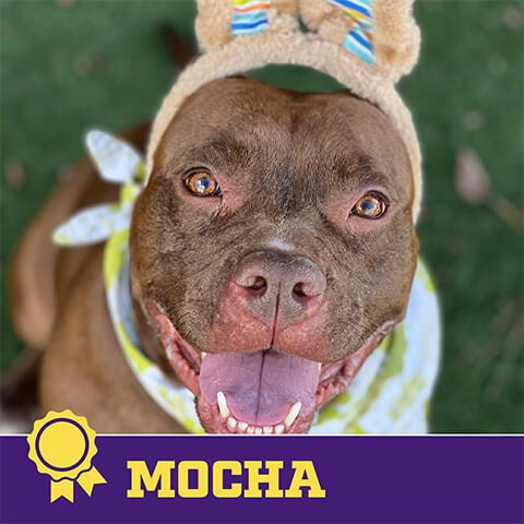 2024 cadbury bunny finalist mocha the dog