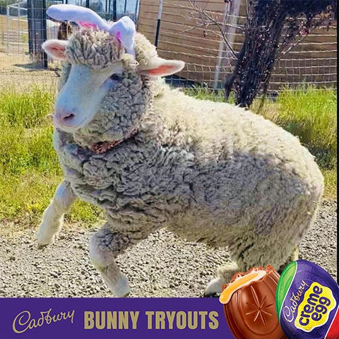 2023 cadbury bunny finalist timmy the sheep