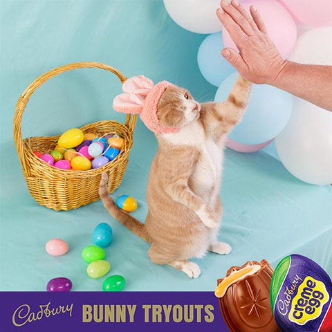 2023 cadbury bunny finalist crash the cat