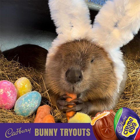 2023 cadbury bunny finalist cypress the beaver