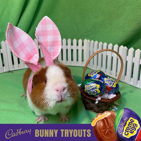 2023 cadbury bunny finalist redbird the guinea