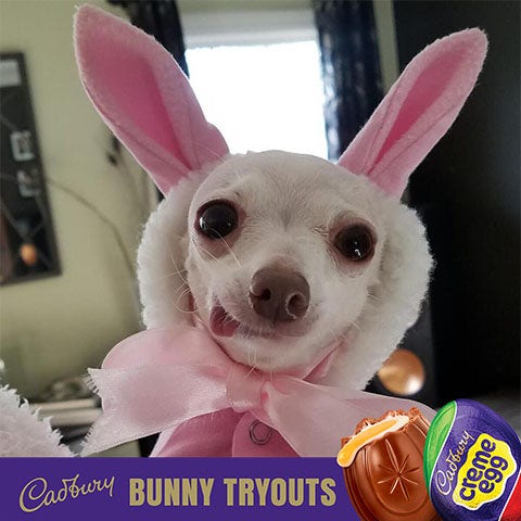2023 cadbury bunny finalist bunny the dog