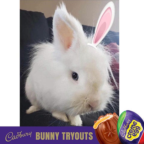 2023 cadbury bunny finalist bodhi the bunny