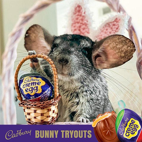 2023 cadbury bunny finalist ande the chinchila