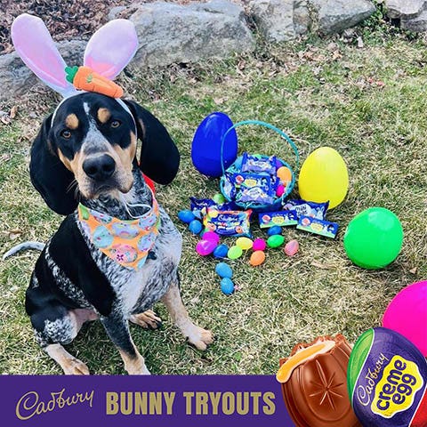 2023 cadbury bunny finalist hunter the dog