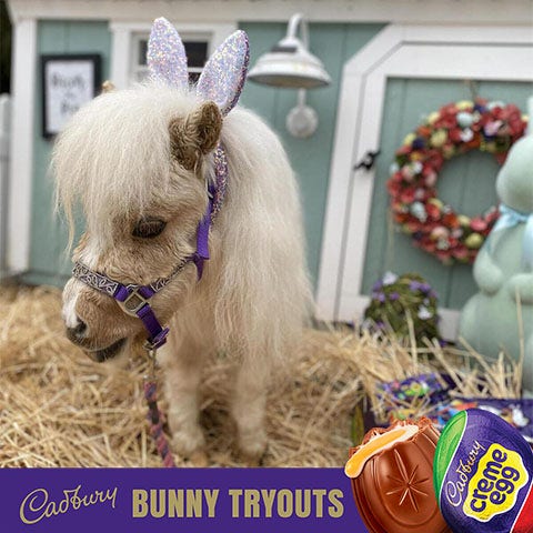 2023 cadbury bunny finalist stewie the mini horse