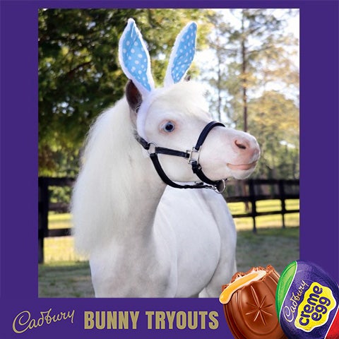 2022 cadbury bunny finalist therapy horse sweetheart the horse