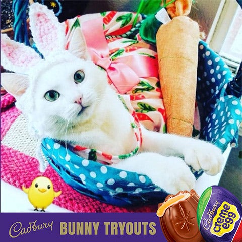 2022 cadbury bunny finalist will o wisp the cat