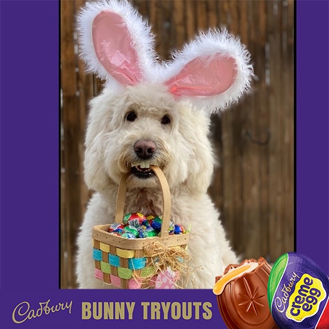 2022 cadbury bunny finalist annie rose the dog