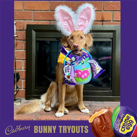 2022 cadbury bunny finalist cali the dog