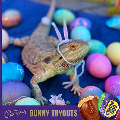 2022 cadbury bunny finalist cheeto puff the bearded dragon