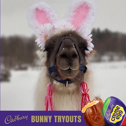 2022 cadbury bunny finalist eclipse the llama