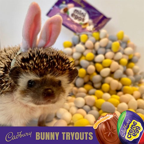 2022 cadbury bunny finalist maple the hedgehog