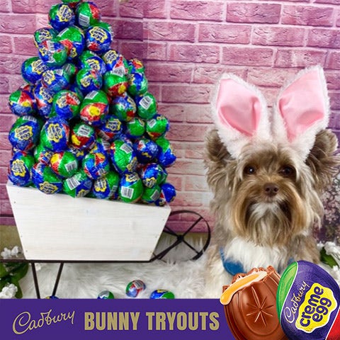 2022 cadbury bunny finalist reese the dog