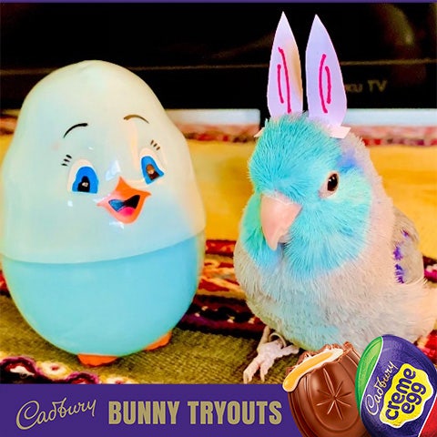 2022 cadbury bunny finalist skeeter the bird
