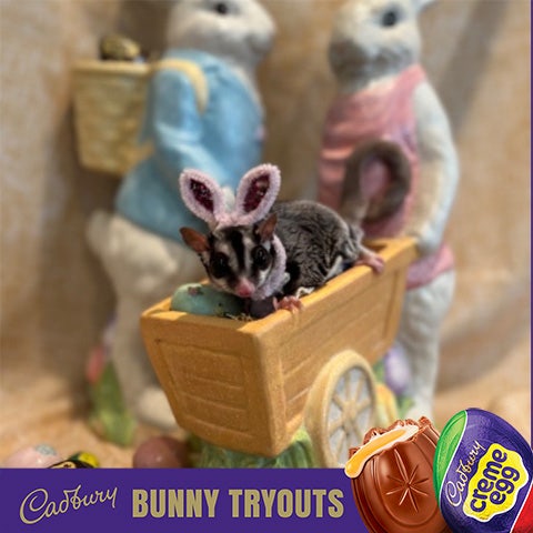 2022 cadbury bunny finalist sprinkles the sugar glider