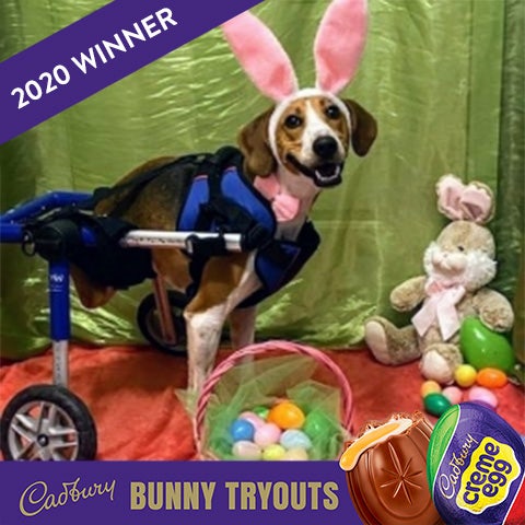 2020 cadbury bunny winner lieutenant dan the dog
