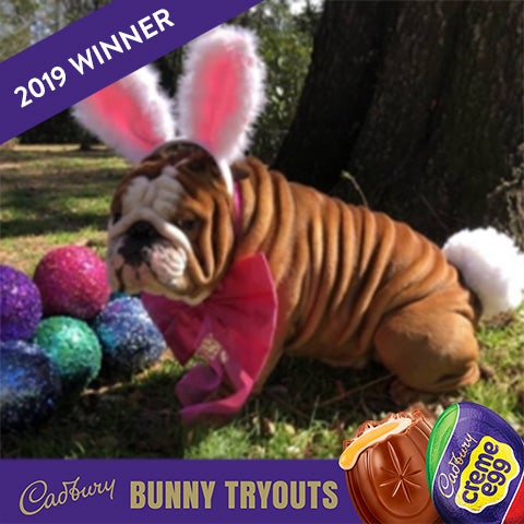 2019 cadbury bunny winner henri the dog