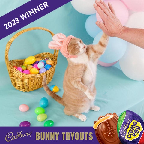 2023 cadbury bunny winner crash the cat