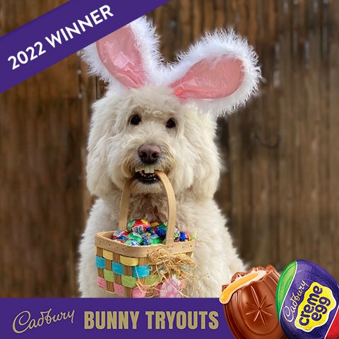 2022 cadbury bunny winner annie rose the dog