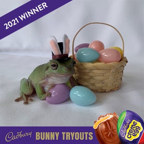 2021 cadbury bunny winner betty the frog