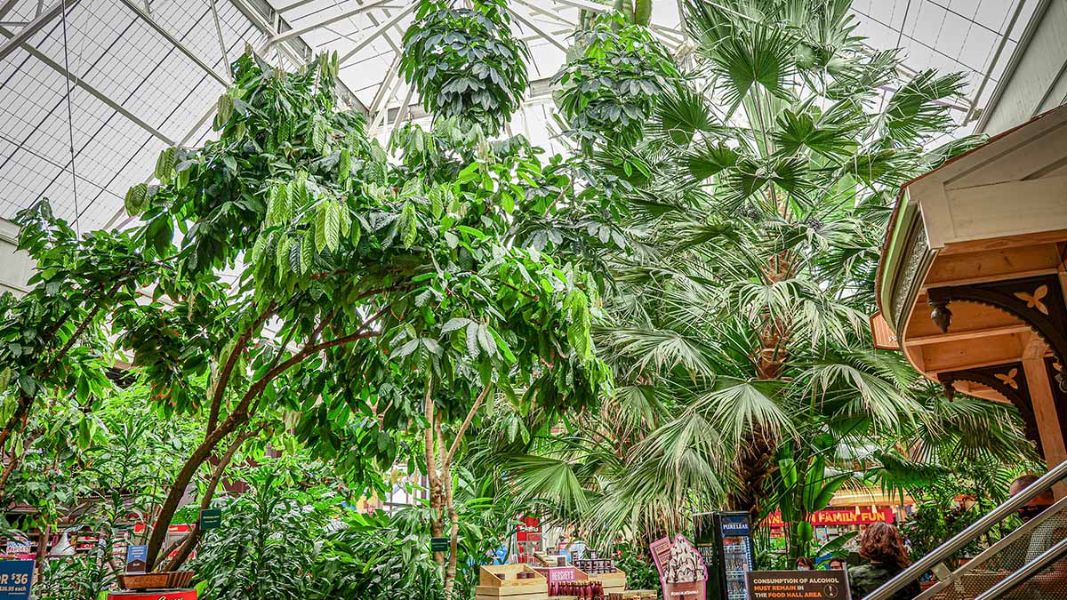 Take a Tour Inside Our Jungle | Chocolate World