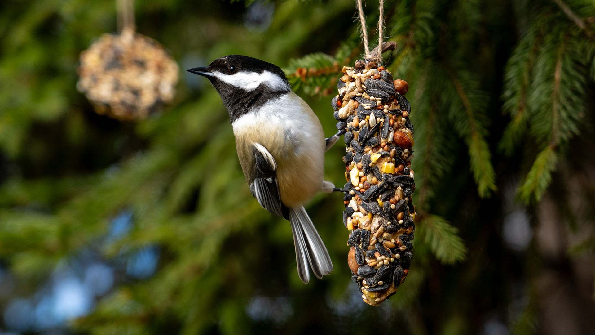 bird hanging from a pinecone covered in reeses peanut butter and birdseed