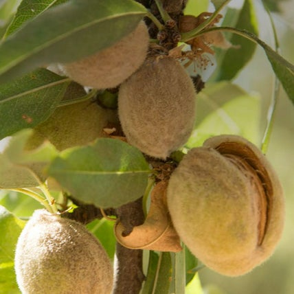 Cocoa Pods