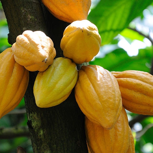 Cocoa Plant